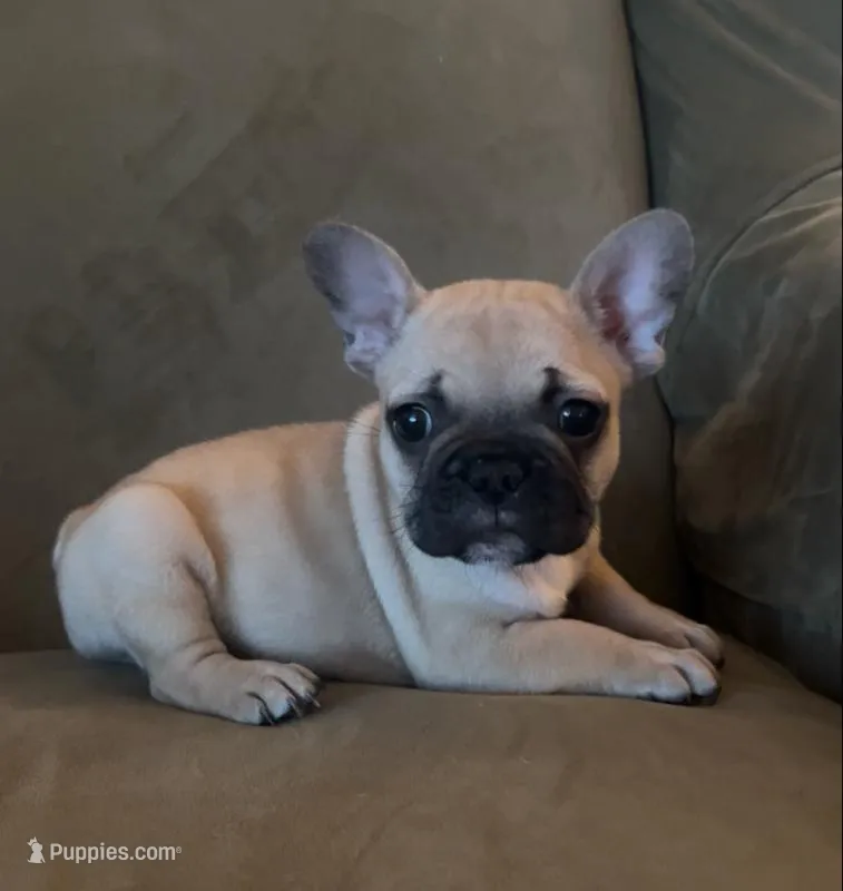 Brownie  – French Bulldog puppy for sale in San Juan Bautista, CA