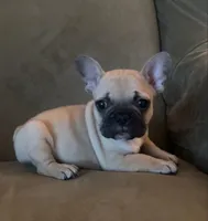 Brownie , a male French Bulldog for sale in San Juan Bautista, CA – Photo 1 of 2