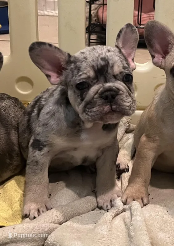 Spot – French Bulldog puppy for sale in San Juan Bautista, CA