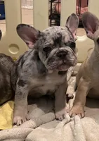 Spot, a male French Bulldog for sale in San Juan Bautista, CA – Photo 1 of 2