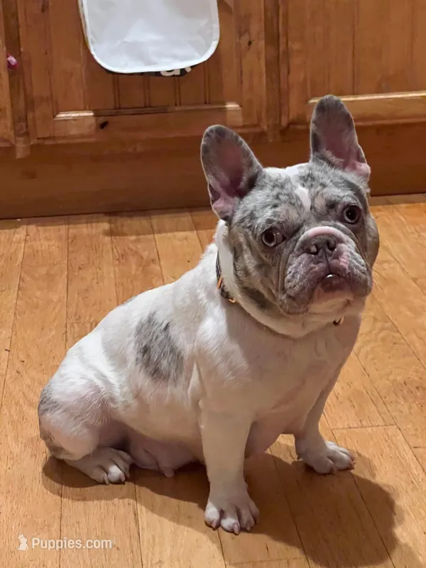 Roaie – French Bulldog puppy for sale in San Juan Bautista, CA