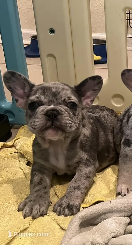 Biggs – French Bulldog puppy for sale in San Juan Bautista, CA