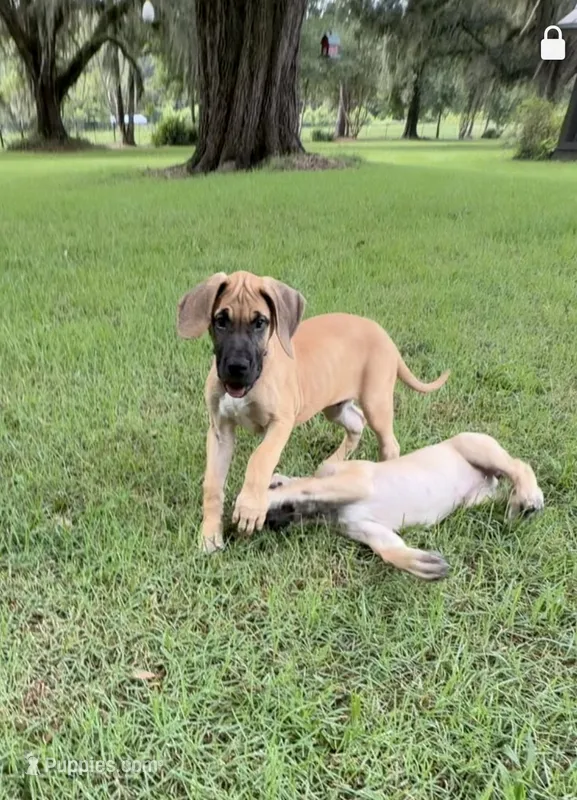 Tim – Great Dane puppy for sale in Monticello, FL