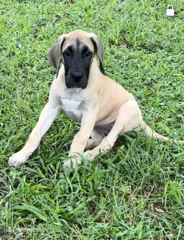 Twinkles – Great Dane puppy for sale in Monticello, FL