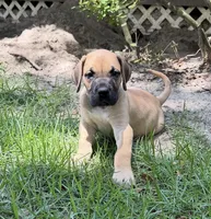 Tim, a male Great Dane for sale in Monticello, FL – 2 of 3