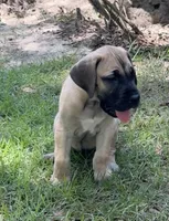 Twinkles, a female Great Dane for sale in Monticello, FL – 2 of 2