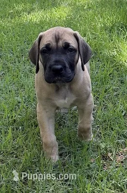 Twinkles – Great Dane puppy for sale in Monticello, FL
