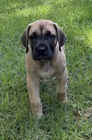 Twinkles, a female Great Dane for sale in Monticello, FL – 1 of 2
