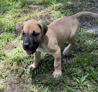 Tim, a male Great Dane for sale in Monticello, FL – 3 of 3