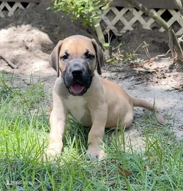 Tim – Great Dane puppy for sale in Monticello, FL
