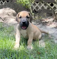 Tim, a male Great Dane for sale in Monticello, FL – 1 of 3