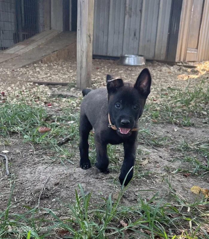 tan – Belgian Malinois puppy for sale in Montreal, MO