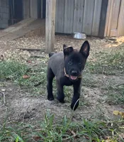 tan, a male Belgian Malinois for sale in Montreal, MO – 1 of 4