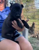 tan, a male Belgian Malinois for sale in Montreal, MO – 3 of 4