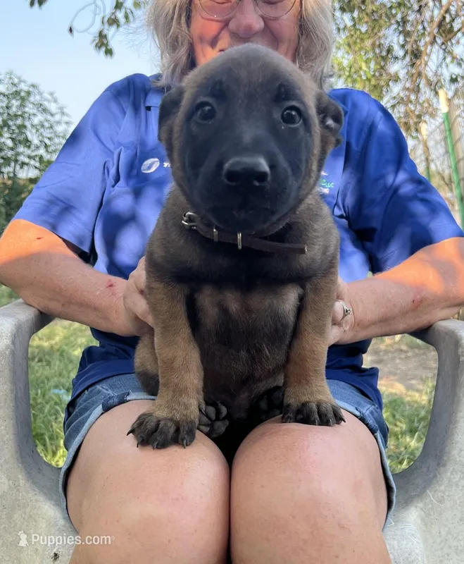 Brown – Belgian Malinois puppy for sale in Montreal, MO