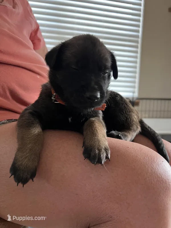 Orange – Belgian Malinois puppy for sale in Montreal, MO