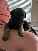 Orange, a female Belgian Malinois for sale in Montreal, MO – 1 of 3