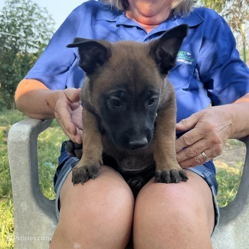 Brown – Belgian Malinois puppy for sale in Montreal, MO