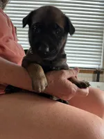 Black, a male Belgian Malinois for sale in Montreal, MO – 2 of 3