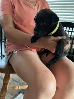 yellow, a female Belgian Malinois for sale in Montreal, MO – 2 of 2