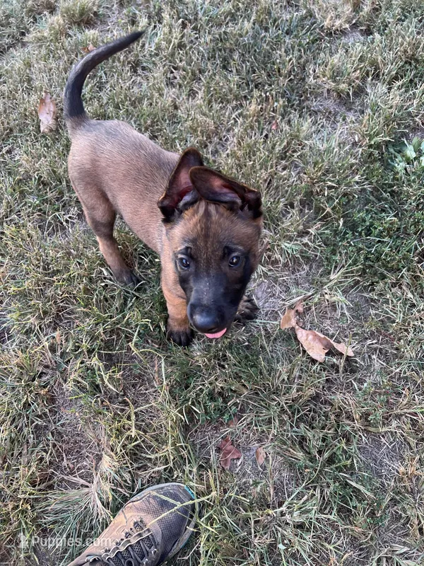 Brown – Belgian Malinois puppy for sale in Montreal, MO