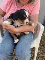 Green, a female Bernese Mountain Dog for sale in Montreal, MO – Photo 2 of 4
