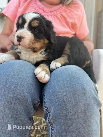 Green – Bernese Mountain Dog puppy for sale in Montreal, MO