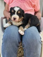 Green, a female Bernese Mountain Dog for sale in Montreal, MO – Photo 4 of 4