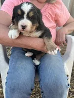Green, a female Bernese Mountain Dog for sale in Montreal, MO – Photo 3 of 4