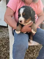 Red, a female Bernese Mountain Dog for sale in Montreal, MO – Photo 4 of 5