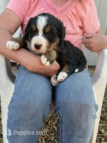 Red – Bernese Mountain Dog puppy for sale in Montreal, MO