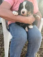 Red, a female Bernese Mountain Dog for sale in Montreal, MO – Photo 3 of 5