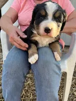 Red, a female Bernese Mountain Dog for sale in Montreal, MO – Photo 2 of 5