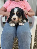Red, a female Bernese Mountain Dog for sale in Montreal, MO – Photo 5 of 5