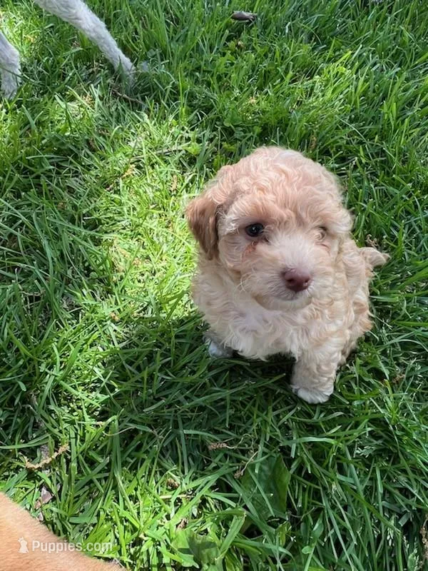 Belle – Poodle - Miniature  puppy for sale in Montreal, MO