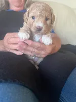 Belle, a female Poodle - Miniature  for sale in Montreal, MO – Photo 2 of 4