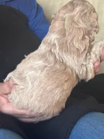 Belle, a female Poodle - Miniature  for sale in Montreal, MO – Photo 3 of 4