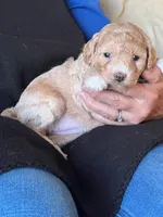 Belle, a female Poodle - Miniature  for sale in Montreal, MO – Photo 4 of 4