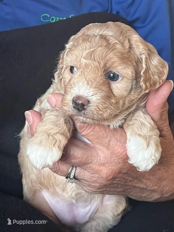 Belle – Poodle - Miniature  puppy for sale in Montreal, MO