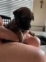 Black, a male Belgian Malinois for sale in Montreal, MO – 3 of 3