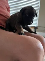 Orange, a female Belgian Malinois for sale in Montreal, MO – 2 of 3