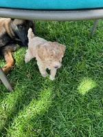 Caramel, a female Poodle - Miniature  for sale in Montreal, MO – 3 of 3