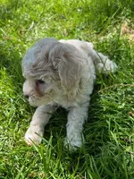Caramel, a female Poodle - Miniature  for sale in Montreal, MO – 2 of 3