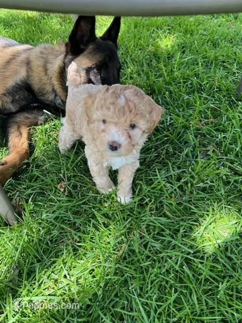 Caramel – Poodle - Miniature  puppy for sale in Montreal, MO