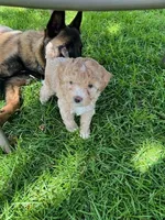 Caramel, a female Poodle - Miniature  for sale in Montreal, MO – 1 of 3