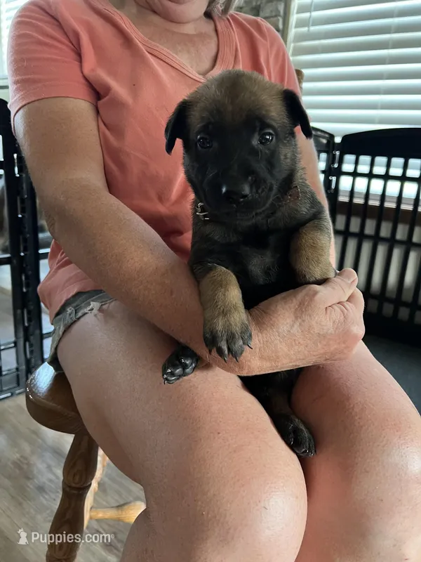 Brown – Belgian Malinois puppy for sale in Montreal, MO