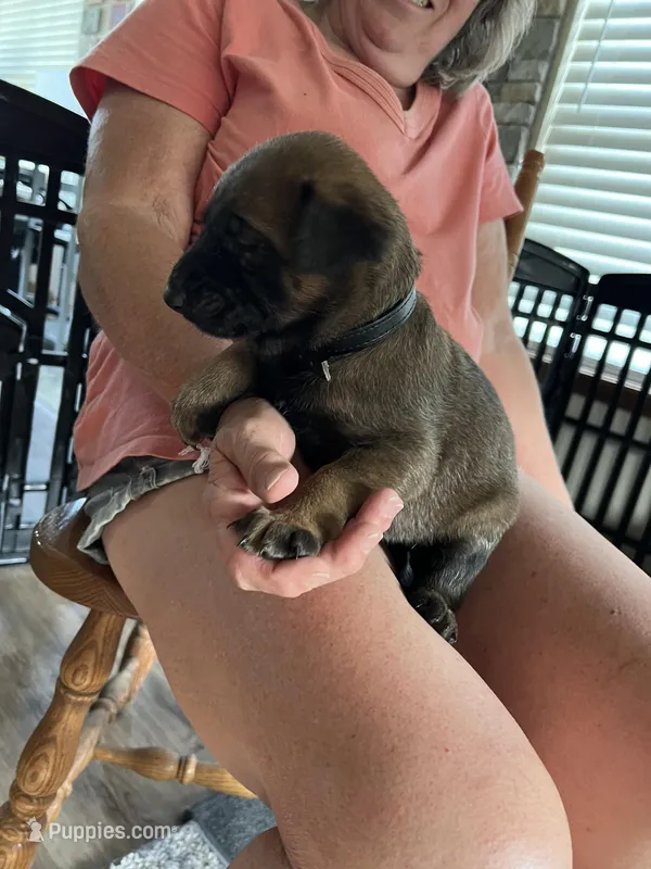 Black – Belgian Malinois puppy for sale in Montreal, MO