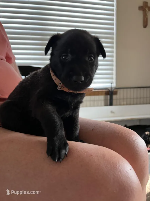 Tan – Belgian Malinois puppy for sale in Montreal, MO