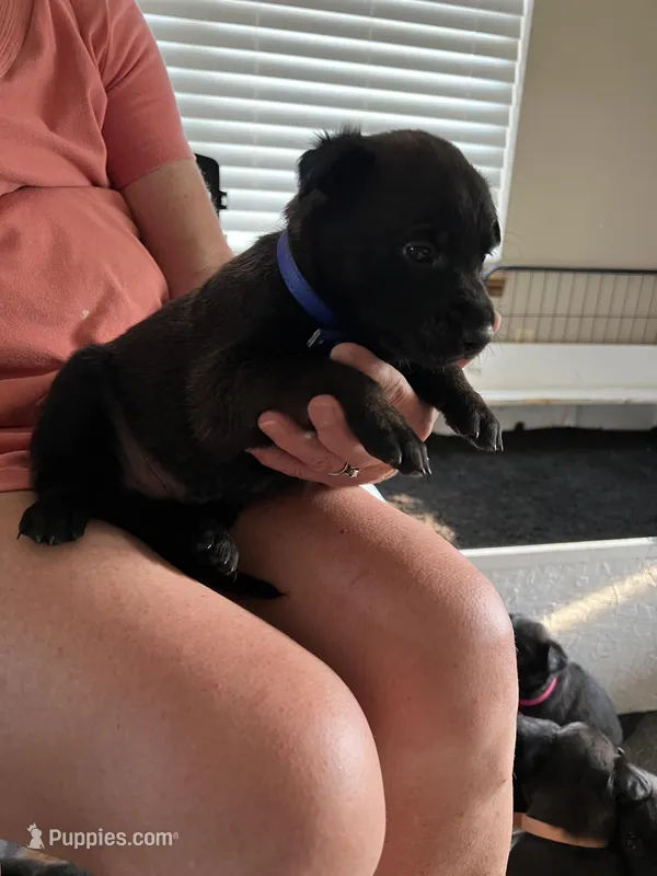 Blue – Belgian Malinois puppy for sale in Montreal, MO