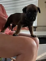 Brown, a male Belgian Malinois for sale in Montreal, MO – 2 of 3